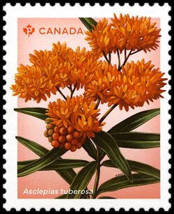 Butterfly Milkweed - Asclepias Tuberosa - WA Canada Postage Stamp | Wildflowers