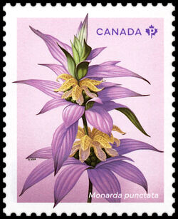 Spotted Beebalm - Monarda Punctata - WA Canada Postage Stamp | Wildflowers