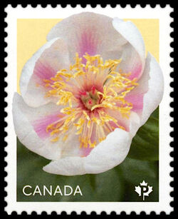 Marie-Victorin - WA Canada Postage Stamp | Peonies - Flowers