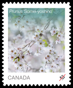 Prunus Somei-yoshino Canada Postage Stamp | Cherry Blossoms - Flowers