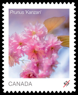 Prunus Kanzan Canada Postage Stamp | Cherry Blossoms - Flowers