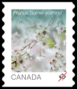 Prunus Somei-yoshino - Coil Canada Postage Stamp | Cherry Blossoms - Flowers