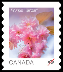 Prunus Kanzan - Coil Canada Postage Stamp | Cherry Blossoms - Flowers